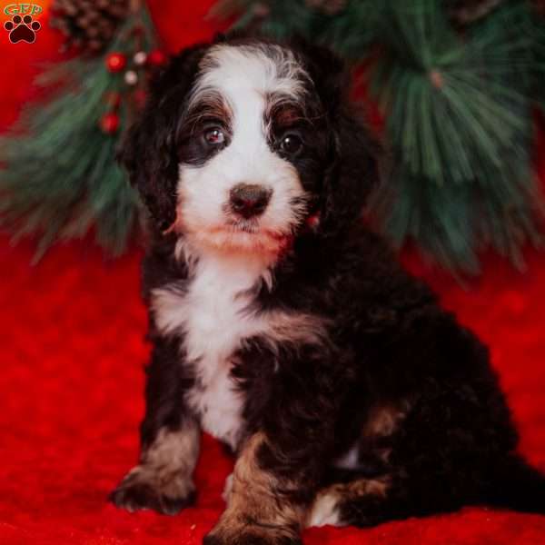 Whooper, Mini Bernedoodle Puppy